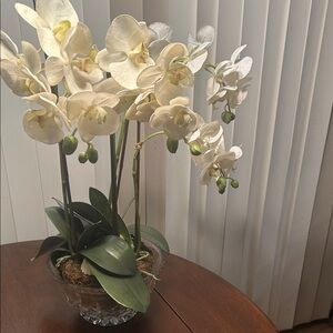 Elegant Cream Orchid Arrangement